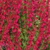 Penstemon Pseudospectabilis